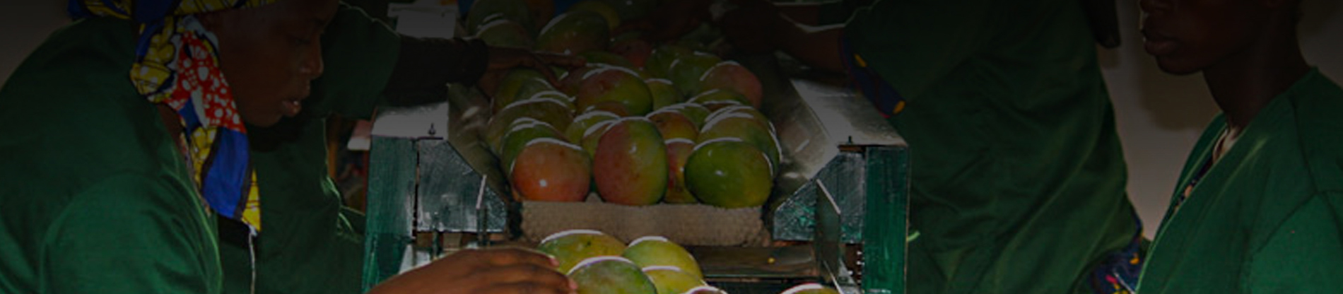 Banner interno 1